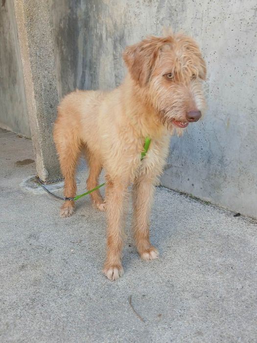 Zeus para adoção muito responsável