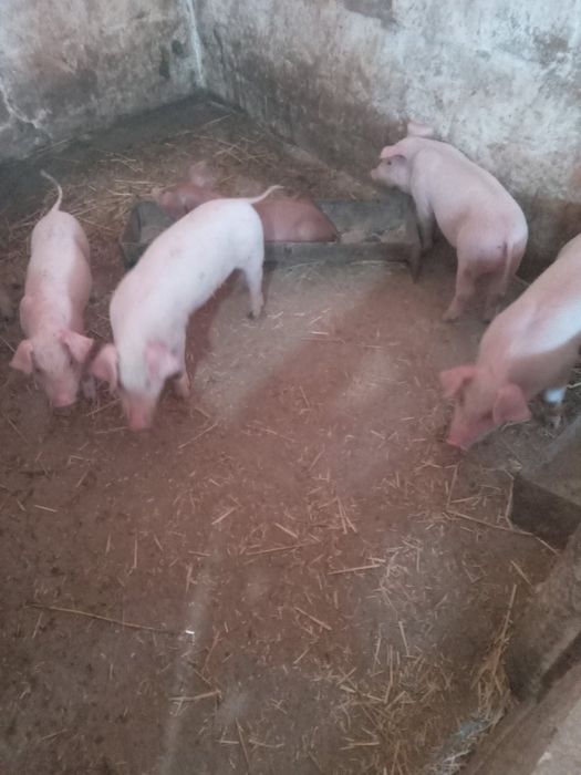 Продам маленьких поросят 10 кг