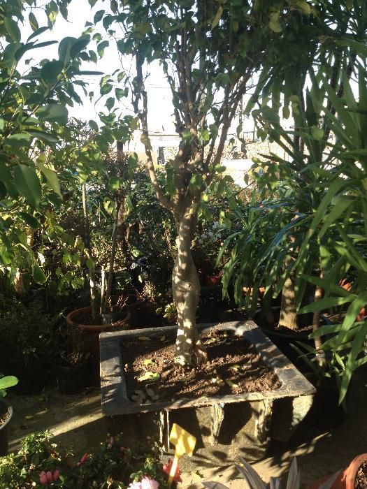 100 Vasos / Cuvetes / Tinas EM FIBRA para Plantas ou hortícolas