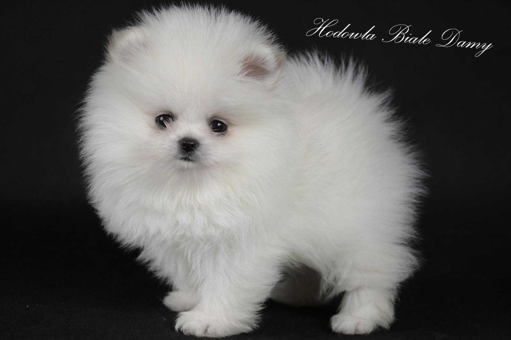 Szpic miniaturowy Pomeranian Boo Szpice Śląskie Rodowód Samiec Hary