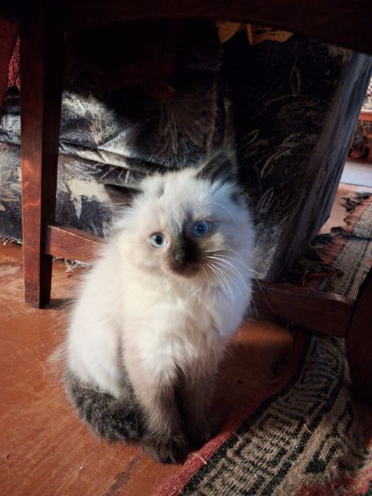 Котята вислоухі,сіамські