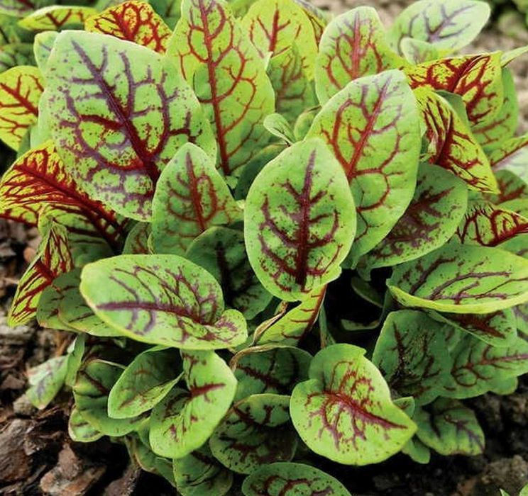 Zakontraktuję reprodukcję nasion