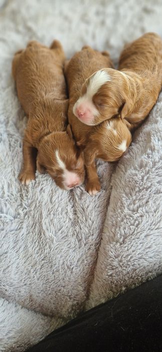 Cavapoo ostatnia sunia piękna