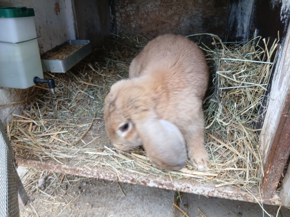 Młode samce barana francuskiego