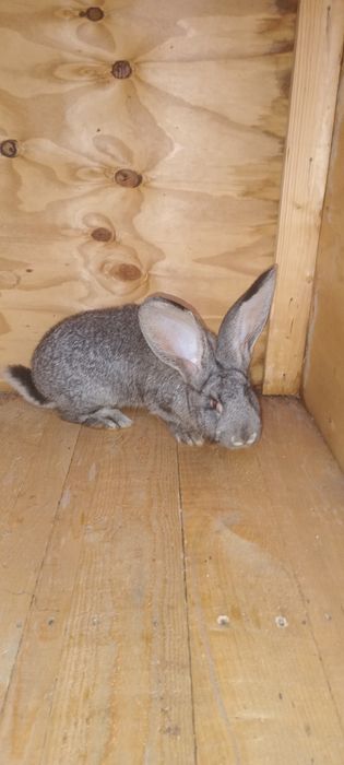 Olbrzym belgijski samica