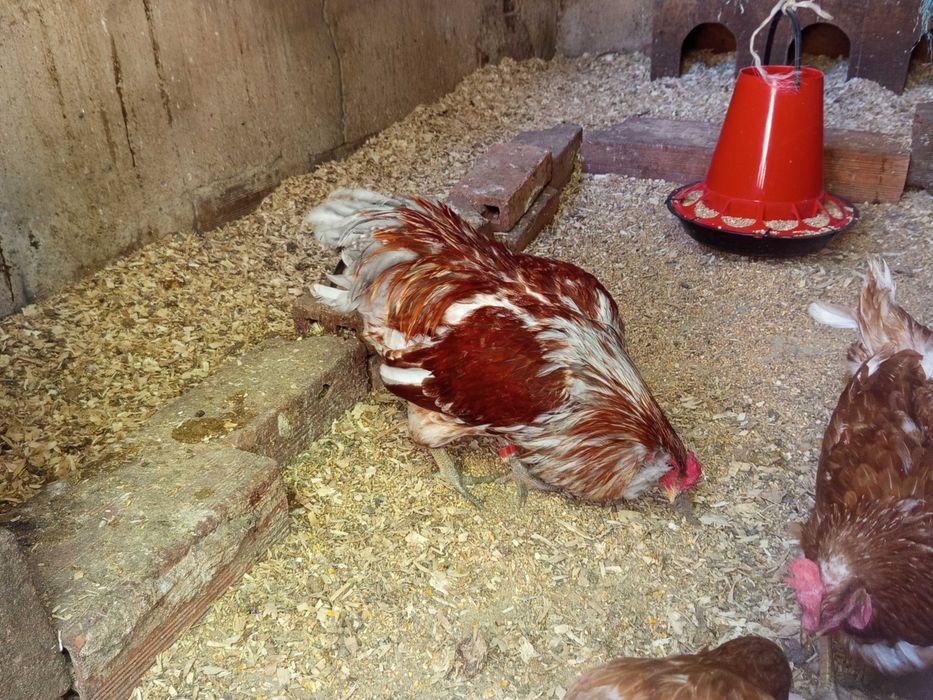 Macho ameraucana