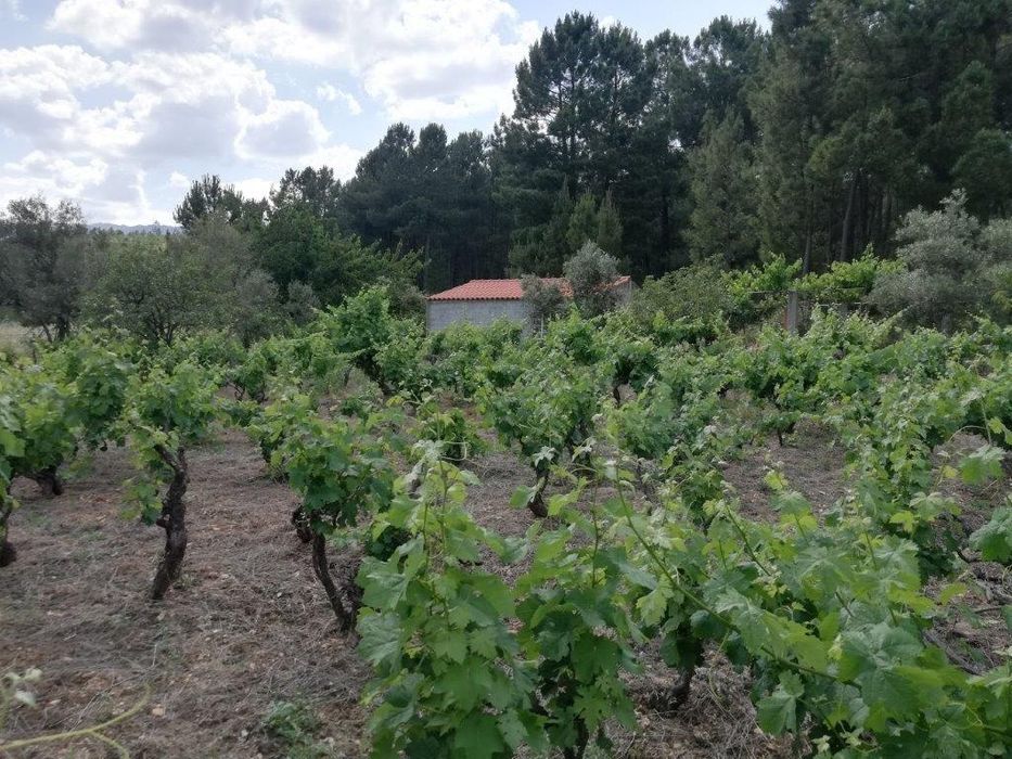 Quinta na Serra da Estrela