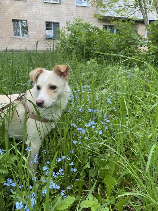 Терміново шукаємо родину для дівчинки