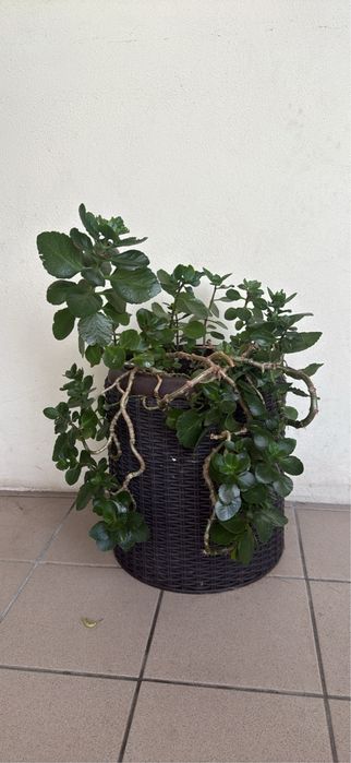 Vendo planta Kalanchoe adulta e saudável, plantada num vaso decorativo com efeito rotim/fibras (incluído).