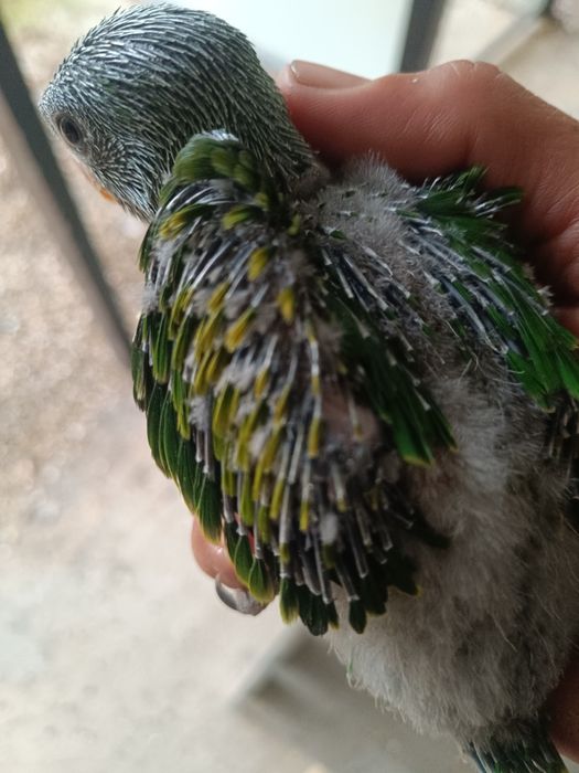 Aves para ceder  linhas