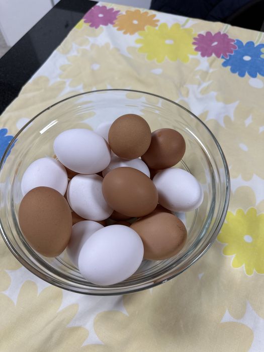 Vendo ovos caseiros- Galinhas criadas ao ar livre