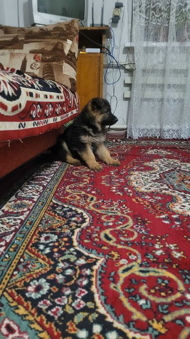 Цуценята німецької вівчарки