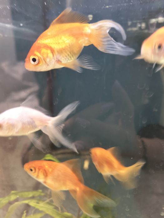 Welonka ryba . Różne rodzaje.