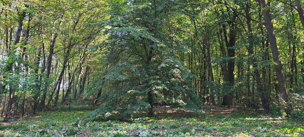 Strzeszkowice Duże – urokliwa działka 1300 m² z murowanym budynkiem, 20 minut od Lublina - Widok 2