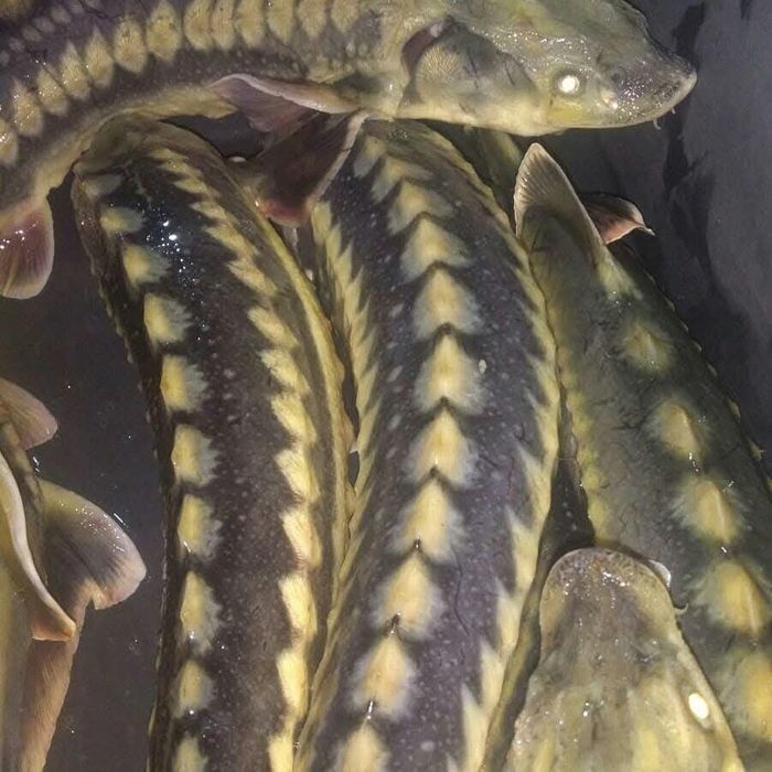 Великих розмірів осетр для  святкового столу виключно живий