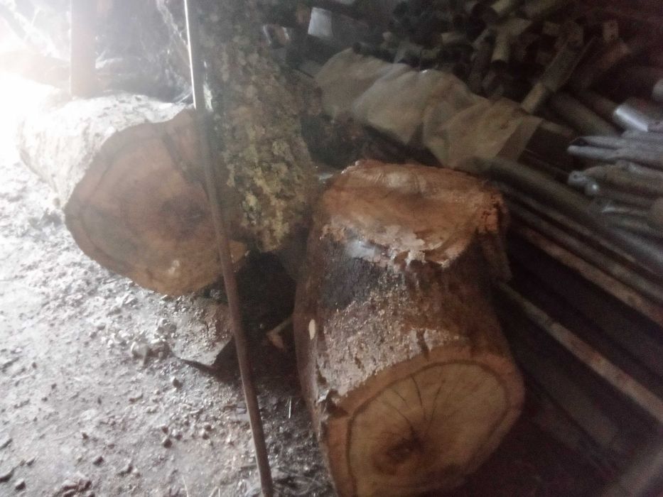Sobreiro para madeira, moveis rústicos