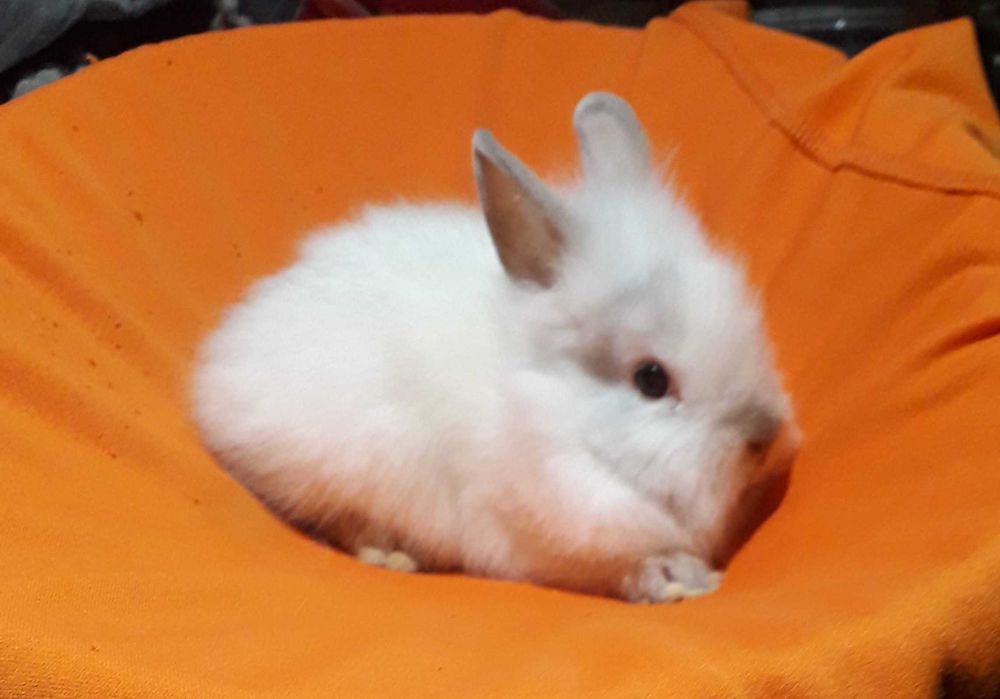 Декоративні кролики,  карликові кролики