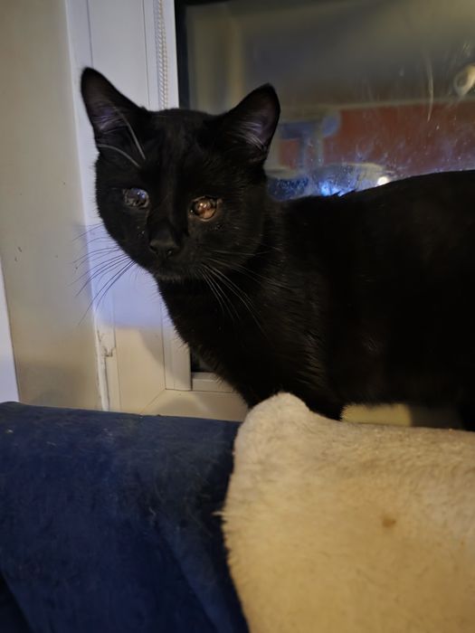 2-letni Bambo do adopcji
