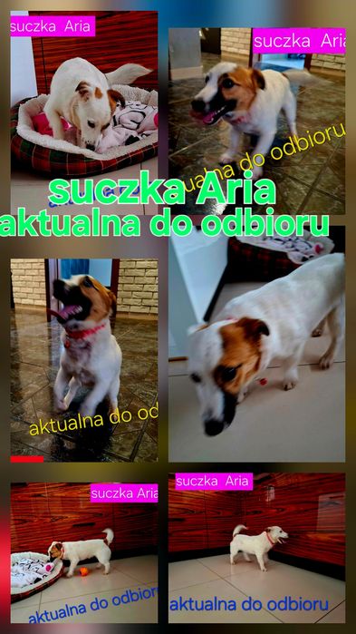 Suczka 12m - cy JRT krótkie nóżki Rodzice WHODOWLI