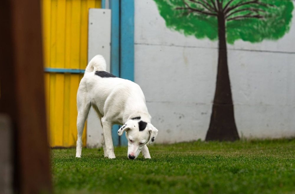 Blanka - młodziutka sunia