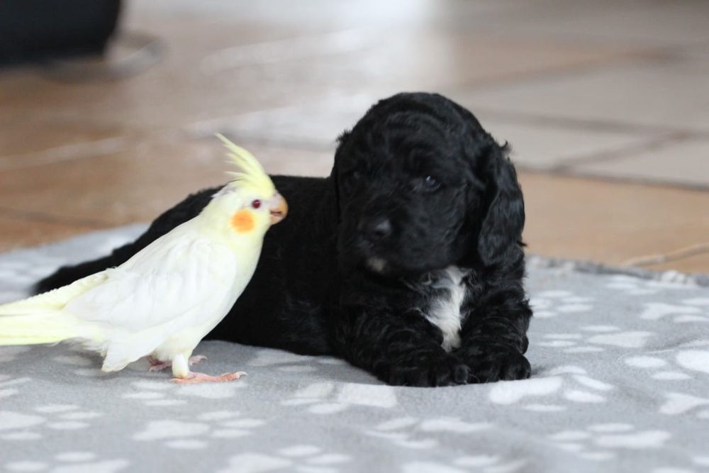 Suczka Springerdoodle doodle / Paszport pudel cockapoo spaniel/