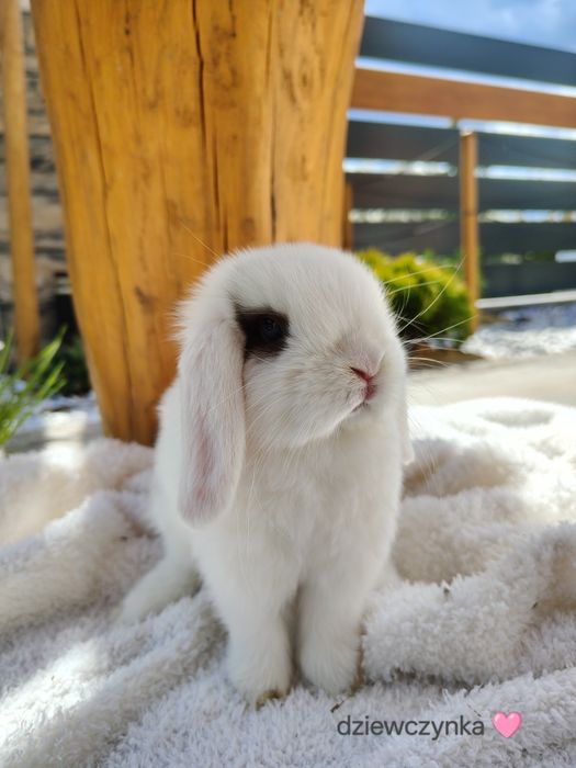 Mini Lop z metryka królik miniaturka domowy