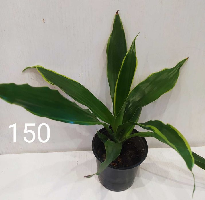 Драцена дерево счастья