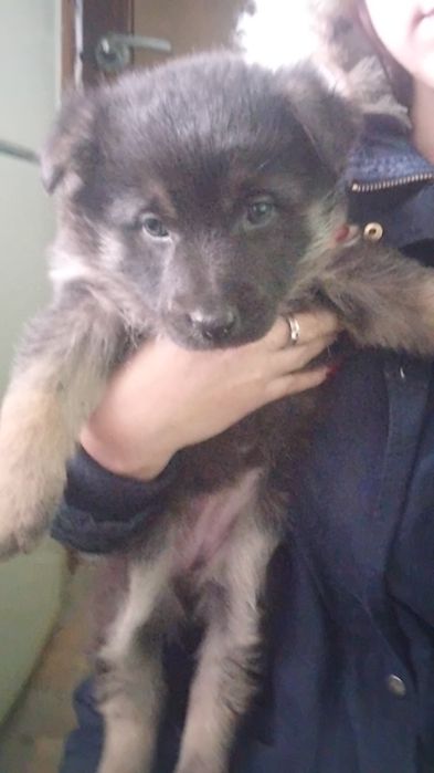 Отдам щенка  овчарка