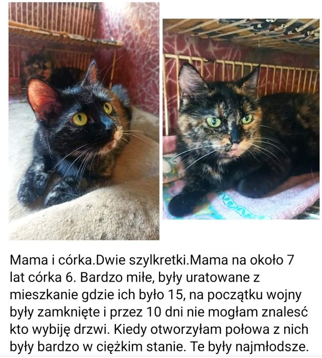 Pilnie!!! Dwie szylkretki z Charkowa mama i córka