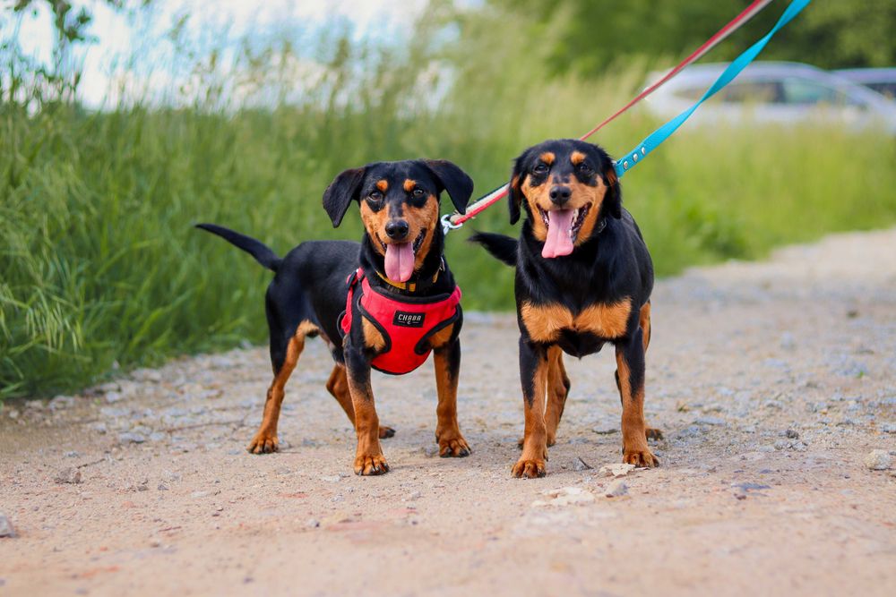 Pieski do adopcji (psie rodzeństwo)- Bidon i Brenda
