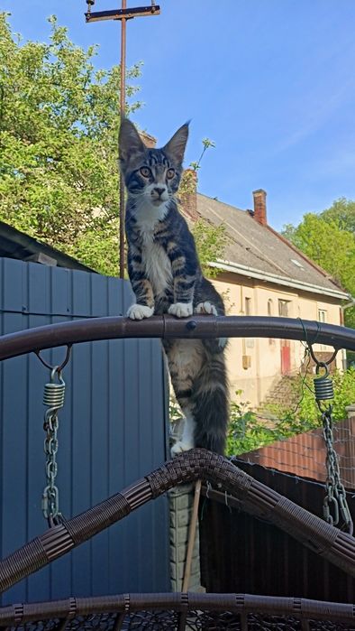 Чистокровні кошенята Мейн кун