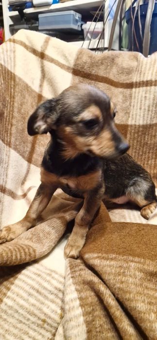 Pieski suczki do adopcji szczeniaki