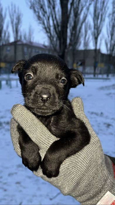 Терміново цуценята шукають родину.