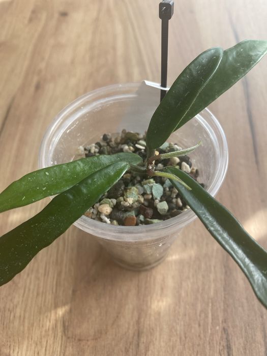 hoya minibelle #9 | hoja