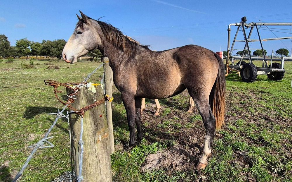 Poldro PSL com grande presença