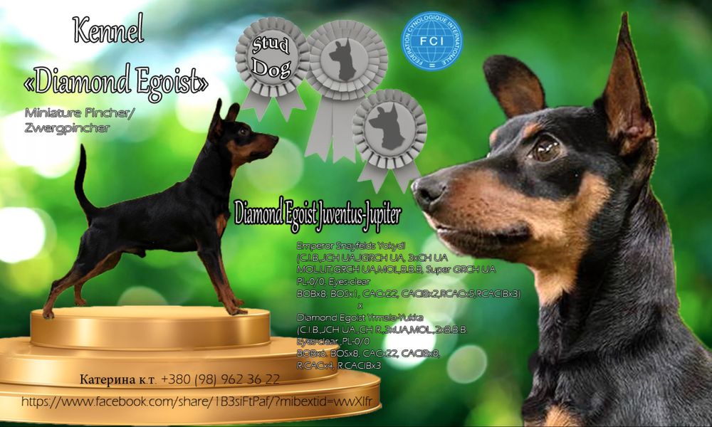 Карліковий пінчер вязка