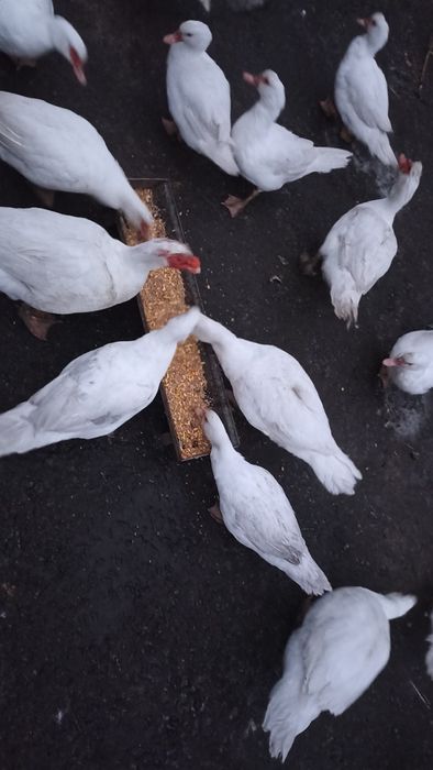 Індо качки ( мускусні)