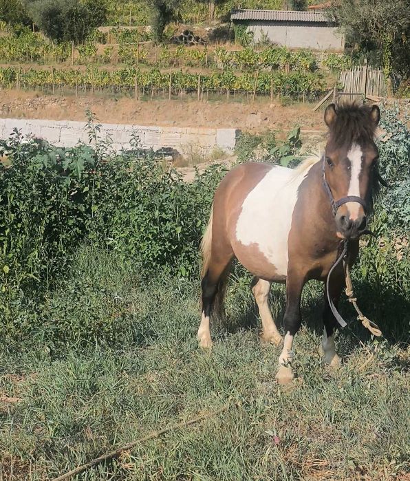 Mini ponei macho inteiro