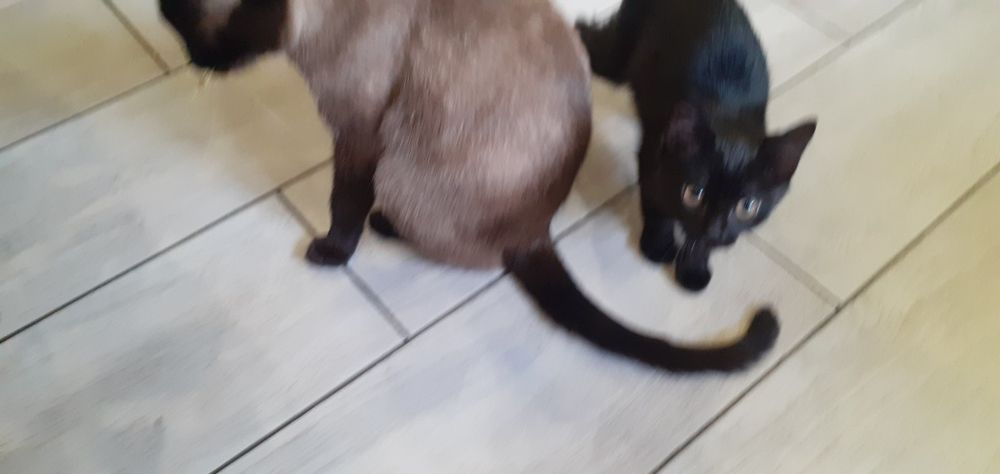 Бесплатно отдам черную кошечку.