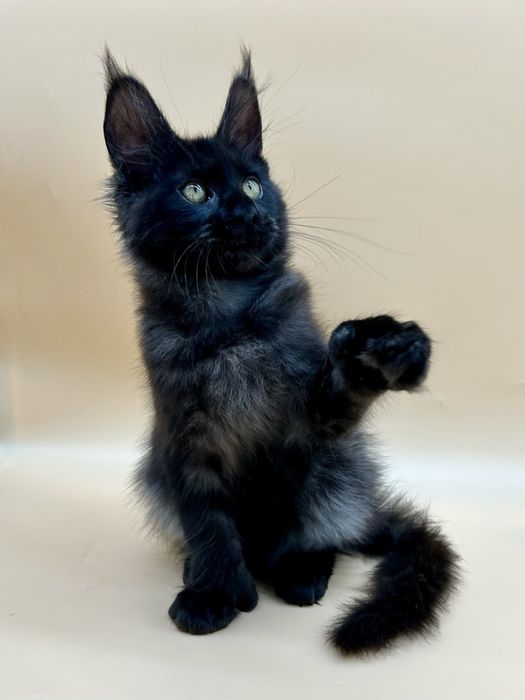 Мейн кун девченка полидакт