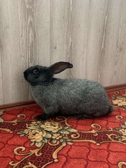 Продам кролі полтавське срібло.Є самочкі і робочі самці.