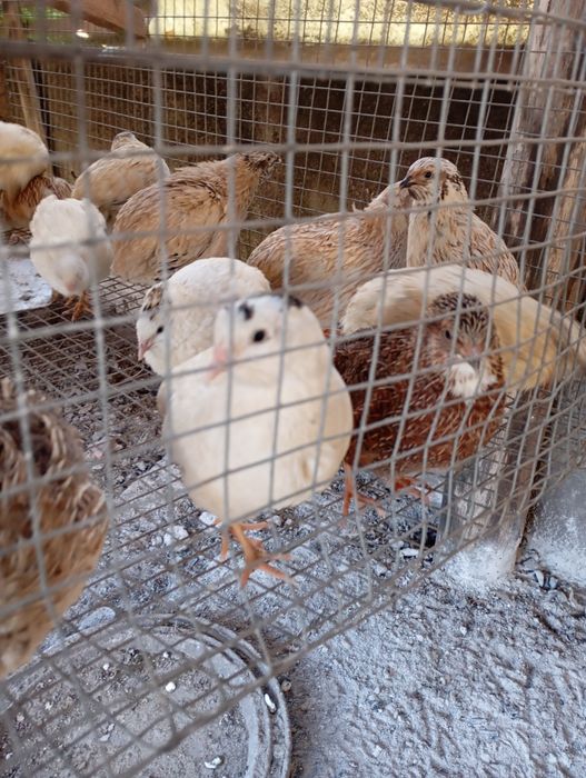 Codorniz macho à venda