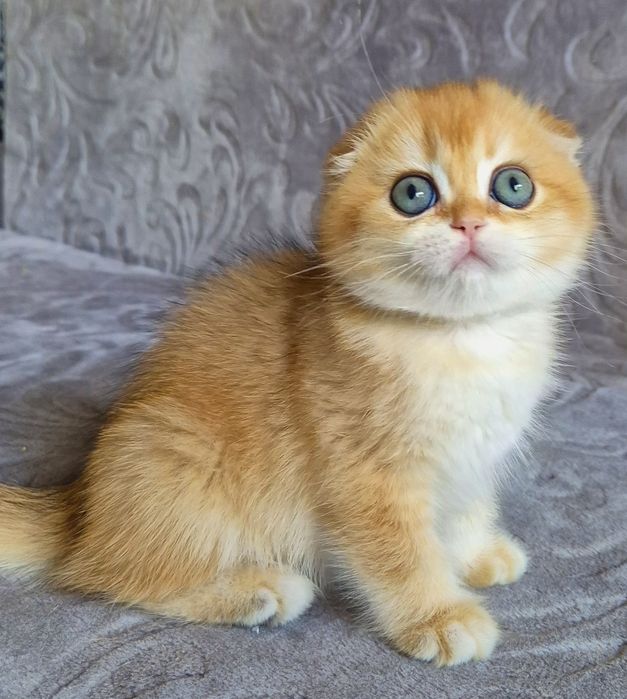 золота шиншила котики