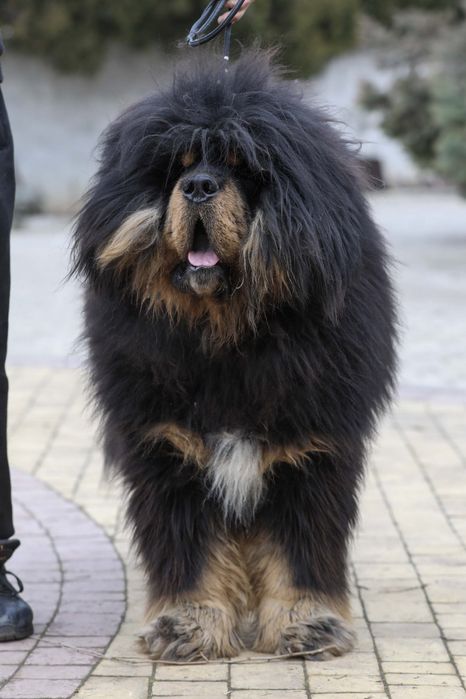 Тибетський мастиф Black & Tan — породисте цуценя від елітних батьків