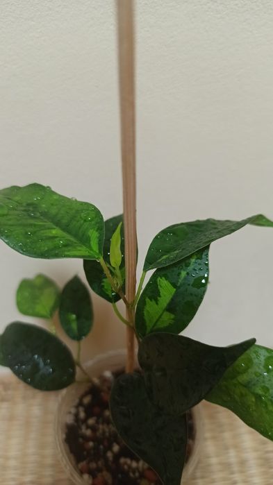 Продам черенок фикуса Бенджамина Денилайт