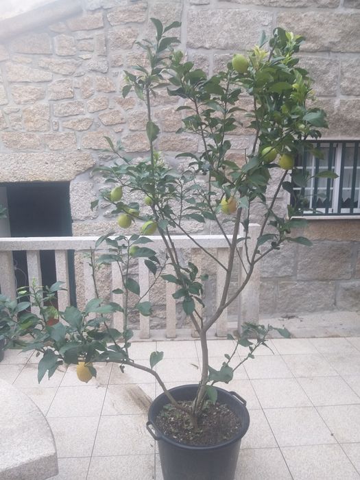 Limoeiro GRANDE  com fruto