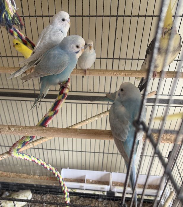 Piriquitos e caturras