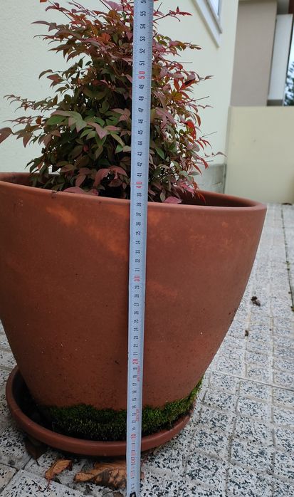 Planta com vaso 40cm