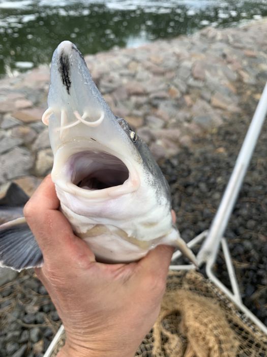 Малек Белуги Каспийской