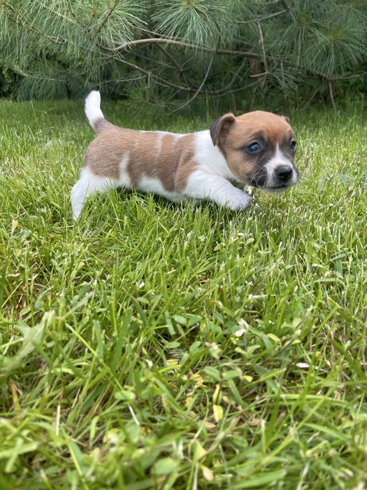 Jack Russell Terrier suczka Figa